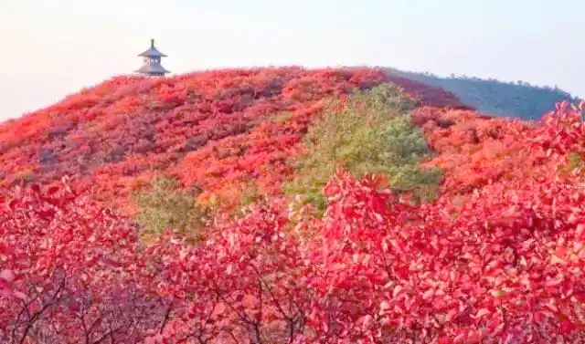 桐柏离黄岗镇有多远_桐柏黄岗红叶文化底蕴_桐柏黄岗红叶最佳观赏时间
