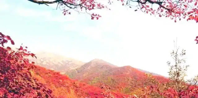 桐柏黄岗红叶最佳观赏时间_桐柏黄岗红叶文化底蕴_桐柏离黄岗镇有多远