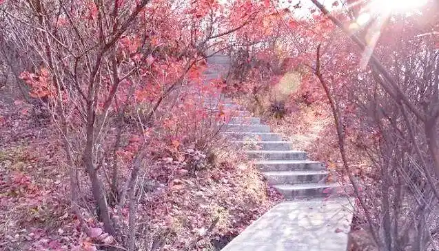 桐柏离黄岗镇有多远_桐柏黄岗红叶最佳观赏时间_桐柏黄岗红叶文化底蕴