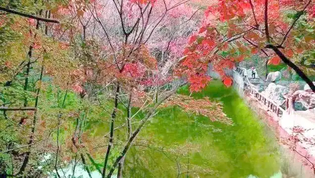 桐柏离黄岗镇有多远_桐柏黄岗红叶文化底蕴_桐柏黄岗红叶最佳观赏时间