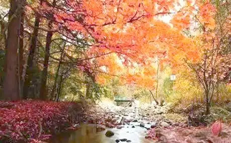 桐柏黄岗红叶文化底蕴_桐柏黄岗红叶最佳观赏时间_桐柏离黄岗镇有多远