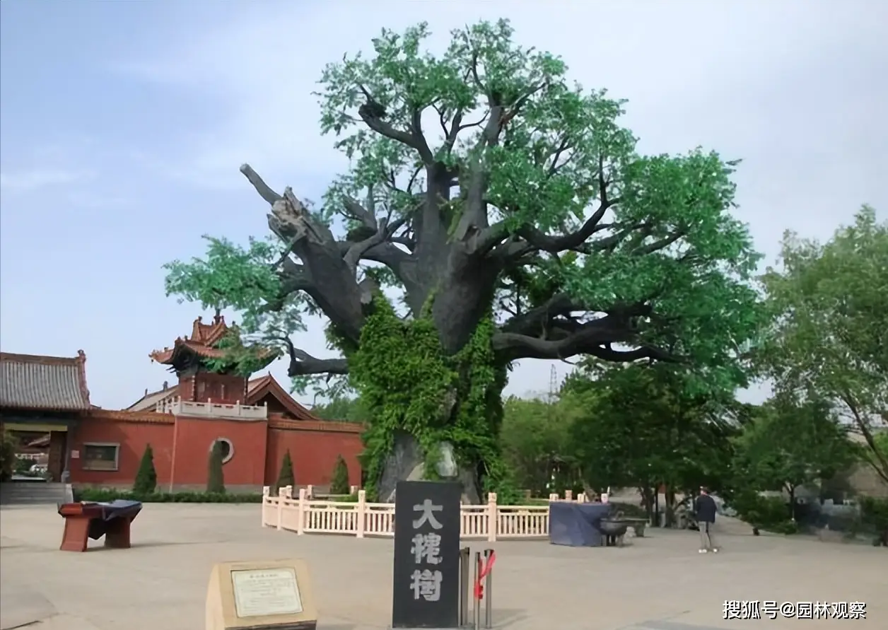 国槐 日本槐学名 历史_国槐种子怎么播种才能出苗_国槐 拉丁名 纠正