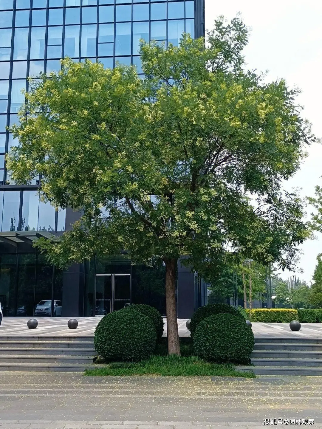 国槐 拉丁名 纠正_国槐 日本槐学名 历史_国槐种子怎么播种才能出苗