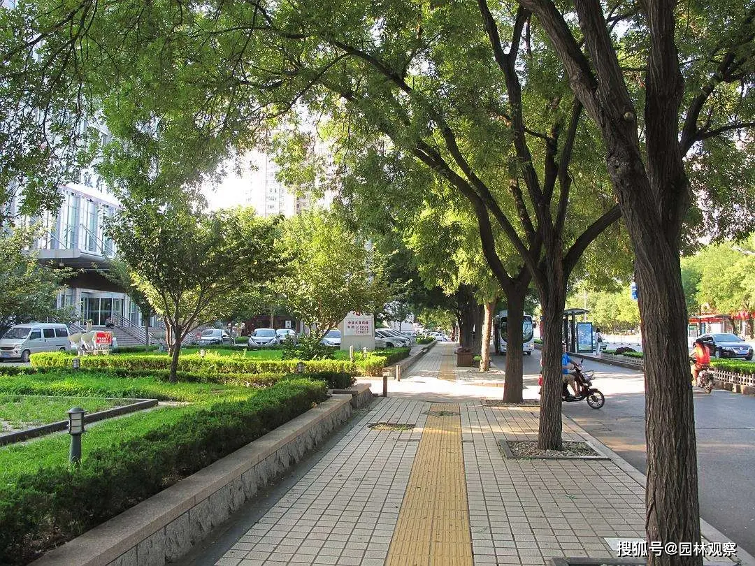 国槐 日本槐学名 历史_国槐种子怎么播种才能出苗_国槐 拉丁名 纠正