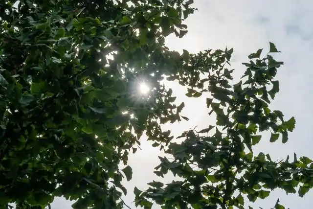 尼康 Z 卡口大光圈定焦镜头体验_尼康1.4和1.8光圈区别大吗_尼克尔 Z 135mm f/1.8 S Plena 评测