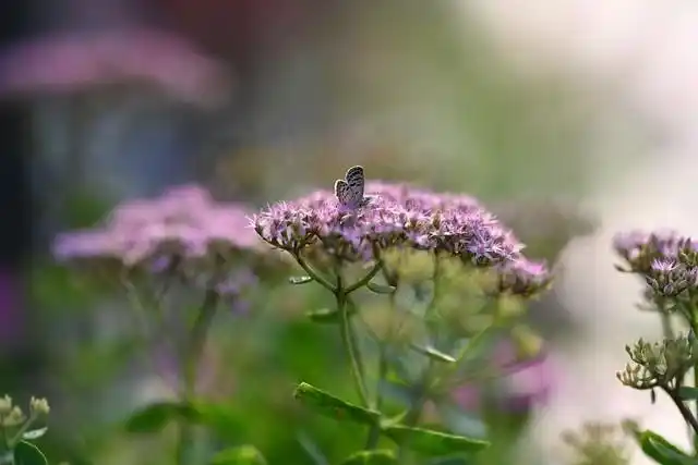 尼康 Z 卡口大光圈定焦镜头体验_尼康1.4和1.8光圈区别大吗_尼克尔 Z 135mm f/1.8 S Plena 评测
