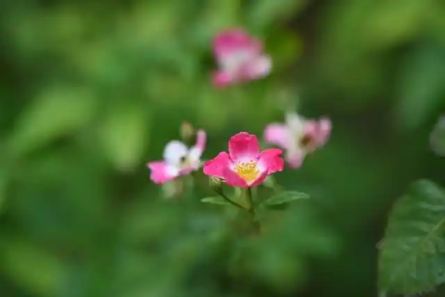 尼克尔 Z 135mm f/1.8 S Plena 评测_尼康 Z 卡口大光圈定焦镜头体验_尼康1.4和1.8光圈区别大吗