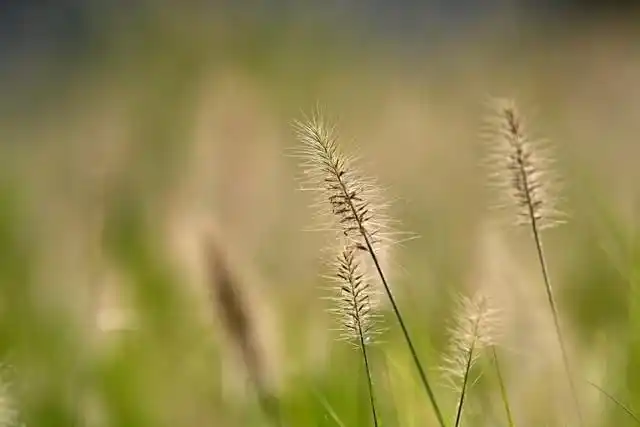 尼康 Z 卡口大光圈定焦镜头体验_尼克尔 Z 135mm f/1.8 S Plena 评测_尼康1.4和1.8光圈区别大吗