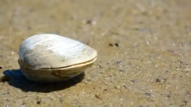 长寿动物的种类_世界上最长寿的动物_什么动物的寿命比乌龟还长