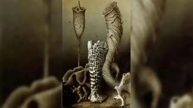 世界上最长寿的动物_什么动物的寿命比乌龟还长_长寿动物的种类