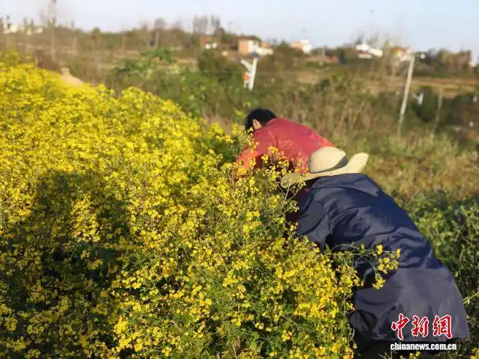 菊花喜欢生长在什么地方?_河南固始野菊花产业_药用野菊花种植