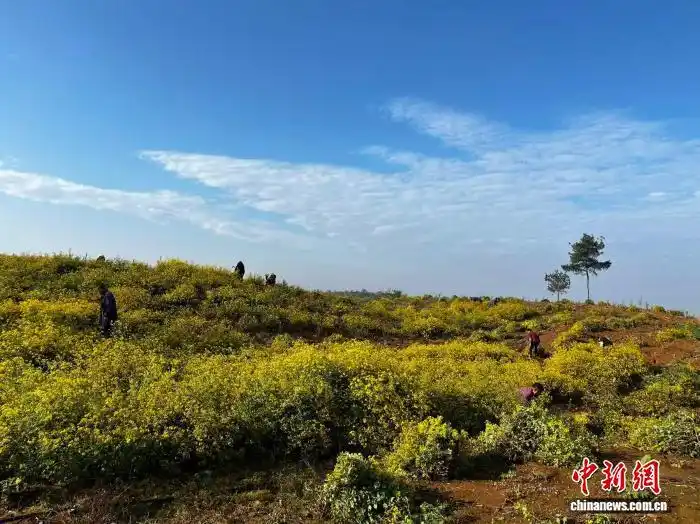 药用野菊花种植_河南固始野菊花产业_菊花喜欢生长在什么地方?