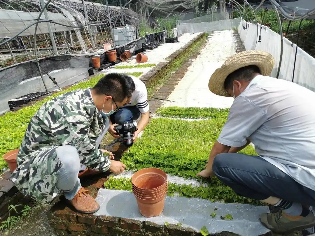 菊花扦插繁殖方法_菊花喜欢生长在什么地方?_菊花土壤选择与养护