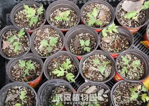 菊花扦插繁殖方法_菊花土壤选择与养护_菊花喜欢生长在什么地方?