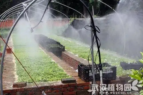 菊花喜欢生长在什么地方?_菊花土壤选择与养护_菊花扦插繁殖方法