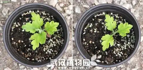 菊花喜欢生长在什么地方?_菊花土壤选择与养护_菊花扦插繁殖方法