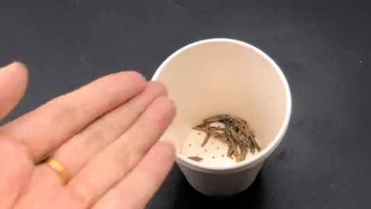 用一次性杯子泡茶技巧_不锈钢保温杯底部有个小孔的吗_一次性杯底扎孔泡茶